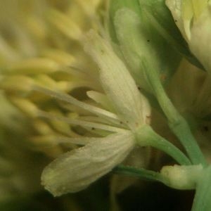 Photographie n°2313218 du taxon Thalictrum speciosissimum L. [1758]