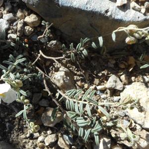 Photographie n°2313223 du taxon Helianthemum apenninum subsp. apenninum 