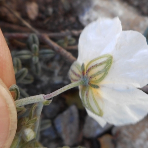 Photographie n°2313225 du taxon Helianthemum apenninum subsp. apenninum 