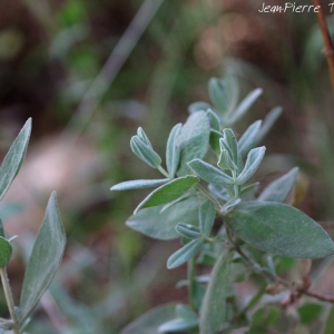 Photographie n°2313232 du taxon Cistus albidus L. [1753]