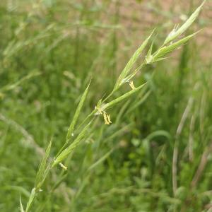 Photographie n°2313247 du taxon Brachypodium pinnatum (L.) P.Beauv. [1812]