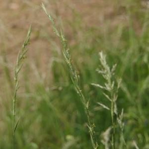 Photographie n°2313248 du taxon Brachypodium pinnatum (L.) P.Beauv. [1812]