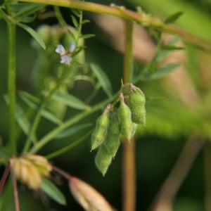 Photographie n°2313250 du taxon Vicia hirsuta (L.) Gray [1821]