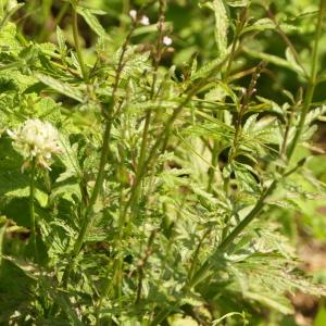 Photographie n°2313263 du taxon Verbena officinalis L. [1753]