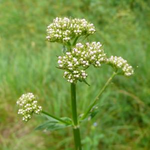 Photographie n°2313284 du taxon Valeriana officinalis L.