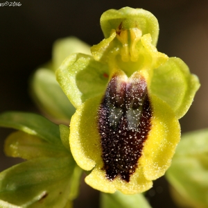  - Ophrys lutea subsp. lutea 