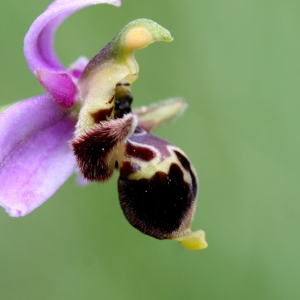 Photographie n°2313313 du taxon Ophrys scolopax subsp. scolopax 