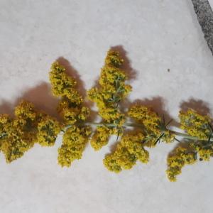 Photographie n°2313320 du taxon Galium verum L. [1753]