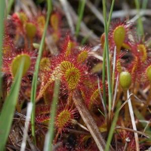 Photographie n°2313395 du taxon Drosera x obovata Mert. & W.D.J.Koch [1826]