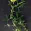  Liliane Roubaudi - Lathyrus pratensis L. [1753]