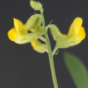 Photographie n°2313407 du taxon Lathyrus pratensis L. [1753]