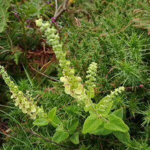 Photographie n°2313419 du taxon Teucrium scorodonia L. [1753]