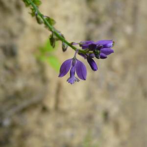 Photographie n°2313423 du taxon Polygala vulgaris subsp. vulgaris