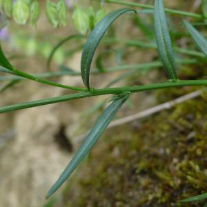 Photographie n°2313426 du taxon Polygala vulgaris subsp. vulgaris