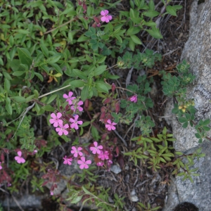 Photographie n°2313493 du taxon Saponaria ocymoides L.