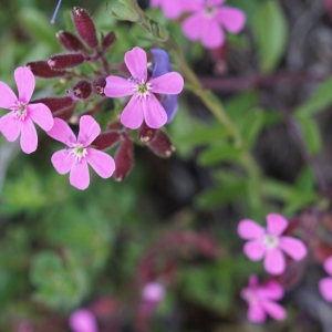 Photographie n°2313495 du taxon Saponaria ocymoides L.