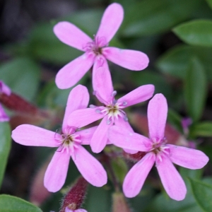 Photographie n°2313499 du taxon Saponaria ocymoides L.