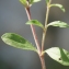  Liliane Roubaudi - Saponaria ocymoides L.