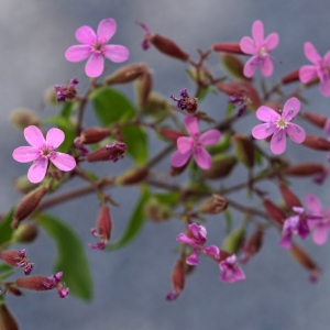 Photographie n°2313509 du taxon Saponaria ocymoides L.