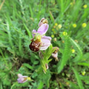 Photographie n°2313514 du taxon Ophrys apifera Huds. [1762]