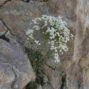Photographie n°2313515 du taxon Kernera saxatilis (L.) Sweet [1827]