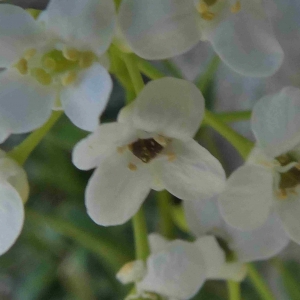 Photographie n°2313516 du taxon Kernera saxatilis (L.) Sweet [1827]