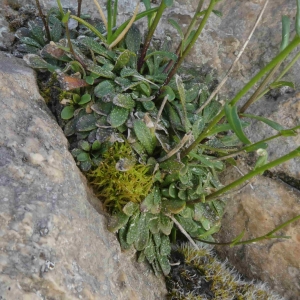 Photographie n°2313517 du taxon Kernera saxatilis (L.) Sweet [1827]