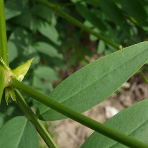 Photographie n°2313528 du taxon Galega officinalis L.