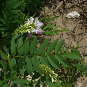 Photographie n°2313529 du taxon Galega officinalis L.