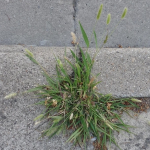 Photographie n°2313572 du taxon Poaceae