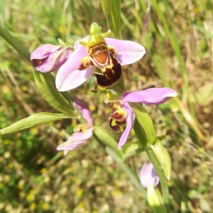 Photographie n°2313613 du taxon Ophrys apifera Huds. [1762]