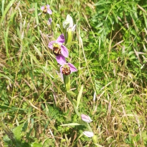 Photographie n°2313614 du taxon Ophrys apifera Huds. [1762]