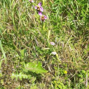 Photographie n°2313615 du taxon Ophrys apifera Huds. [1762]