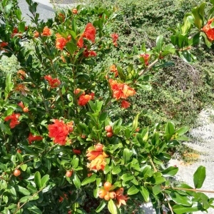 Photographie n°2313695 du taxon Punica granatum L. [1753]