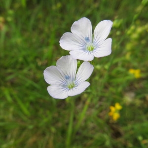 Photographie n°2313719 du taxon Linum usitatissimum L. [1753]