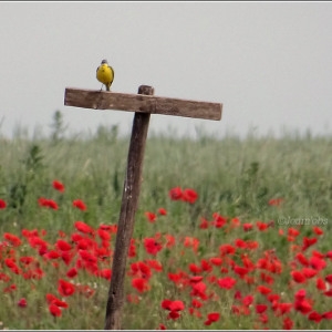 Photographie n°2313743 du taxon Coquelicot