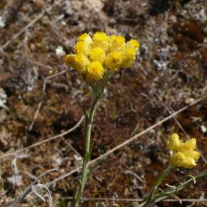 Photographie n°2313756 du taxon Helichrysum stoechas (L.) Moench