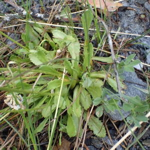 Photographie n°2313762 du taxon Primula farinosa L. [1753]