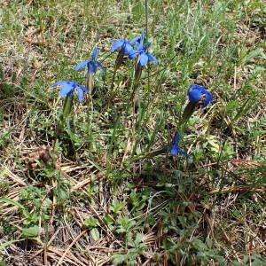 Photographie n°2313787 du taxon Gentiana verna L. [1753]