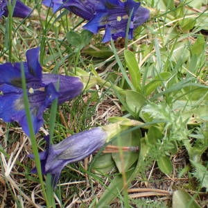 Photographie n°2313796 du taxon Gentiana acaulis L. [1753]