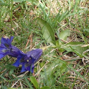 Photographie n°2313797 du taxon Gentiana acaulis L. [1753]