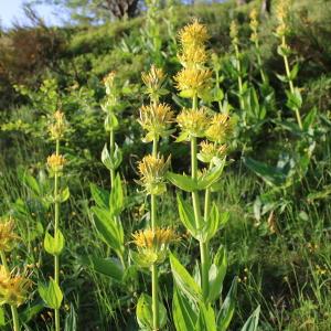 Photographie n°2313827 du taxon Gentiana lutea L. [1753]