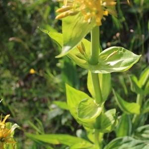 Photographie n°2313830 du taxon Gentiana lutea L. [1753]