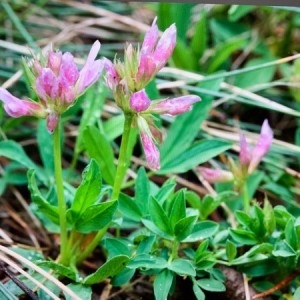 Photographie n°2313831 du taxon Trifolium alpinum L. [1753]