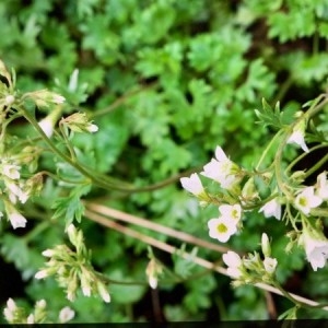 Photographie n°2313853 du taxon Saxifraga geranioides L. [1755]