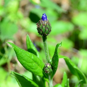 Photographie n°2313929 du taxon Cyanus montanus (L.) Hill [1768]