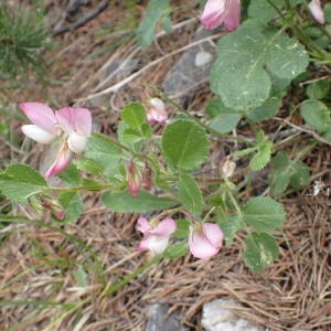 Photographie n°2313932 du taxon Ononis rotundifolia L. [1753]