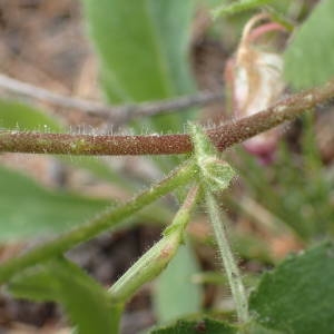 Photographie n°2313934 du taxon Ononis rotundifolia L. [1753]