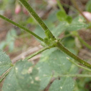 Photographie n°2313935 du taxon Ononis rotundifolia L. [1753]