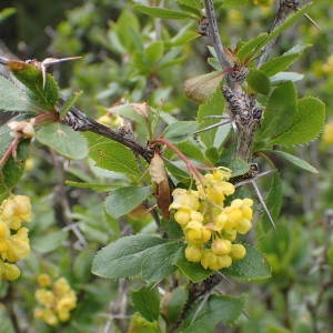 Photographie n°2313955 du taxon Berberis vulgaris L. [1753]